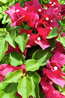 Fuchsia: Bougainvillea