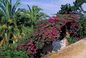 Bougainvillea: Bougainvillea - Flowering on a gate