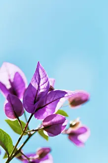 Sprig: Bougainvillea, Sprig of flowers backlit against