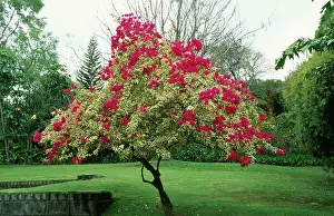 Bougainvillea: Bougainvillea Tree - climate change garden species