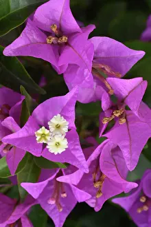 Horticulture: Bougainvillea, widespread ornamental shrub or vine