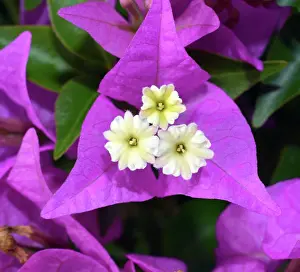 Horticulture: Bougainvillea, widespread ornamental shrub or vine