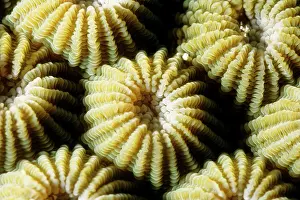 Diploastrea: Boulder coral