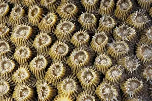 Polyps: Boulder coral with partially extended polyps, flesh