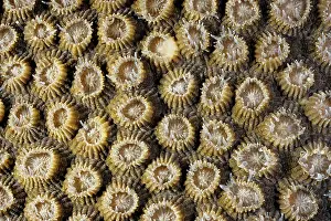 Polyps: Boulder coral with partially extended polyps, flesh