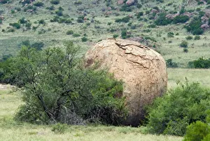 Exfoliation: Boulder showing onion skin exfoliation