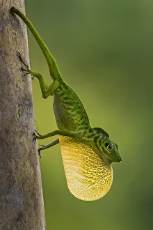 Dewlap: Boulenger's Green Anole (Anolis chloris) displaying