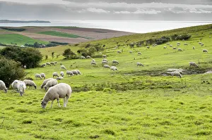 Swallowing: Boulonnaise sheeps in pasture maintenance - France