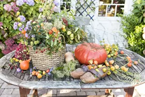 Hydrangea: Bouquet of autumn on a table, Pas de Calais, France