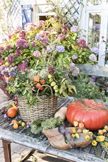 Hydrangea: Bouquet of autumn on a table, Pas de Calais, France