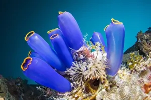 Squirts: Bouquet of Blue Sea Squirts (Clavelina coerulea)