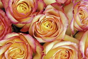 Scan: Bouquet of roses