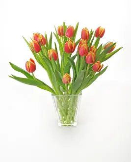 Vase: Bouquet of Tulips (Tulipa)
