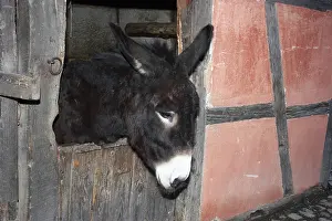 Asses: Bourbonnais Ass in its box - Museum of Alsace France