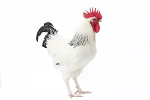 Wattles: Bourbonnais Chicken Cockerel / Rooster