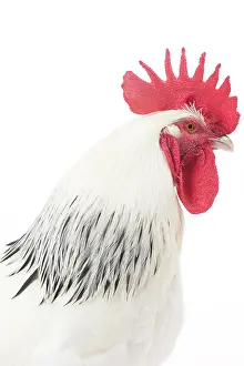 Wattles: Bourbonnais Chicken Cockerel / Rooster