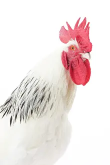 Wattles: Bourbonnais Chicken Cockerel / Rooster