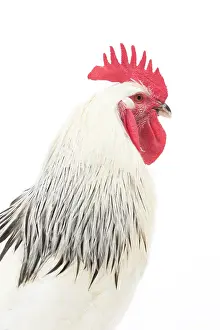 Wattles: Bourbonnais Chicken Cockerel / Rooster
