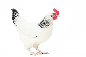 Wattles: Bourbonnais Chicken hen