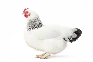 Profiles: Bourbonnais Chicken hen