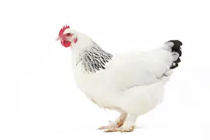 Profiles: Bourbonnais Chicken hen