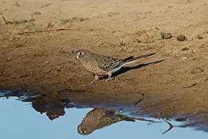 Neophema: Bourke Parrot male at waterhole; early morning