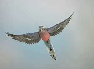 Neophema: Bourkes parakeet - Male in flight front view