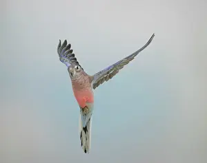 Neophema: Bourkes Parakeet - Male in flight front view