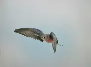Neophema: Bourkes Parakeet - Male in flight front view