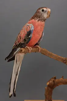 Mutation: Bourke's Parrot on a branch