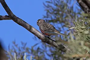 Neophema: Bourke's Parrot fem A5432 Bourke's Parrot fem A5432