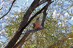 Neophema: Bourke's Parrot female Bourke's Parrot female