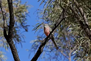 Neophema: Bourke's Parrot male Bourke's Parrot male