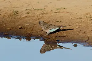 280617: Bourke's Parrot male at waterhole Bourke's Parrot