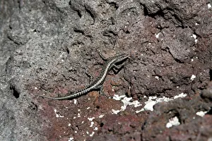 Skinks: Bouton's skink Snake-eyed skink
