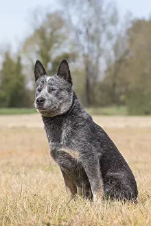 Bouvier: Bouvier australien