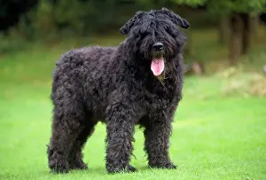 Bouvier: Bouvier Des Flandres Dog