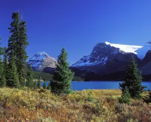 Willows: Bow Lake - with willows in autumn colours