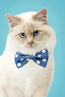 Bows: Cat