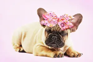 Bows: Dog