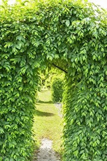 Paths: Bower, Carpinus betulus