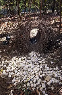 Bower: Bower of a Great Bower Bird