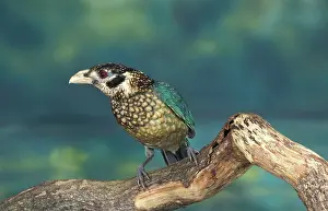 Bowerbird: Bowerbird, Songbirds, Animals, Birds, spotted catbird