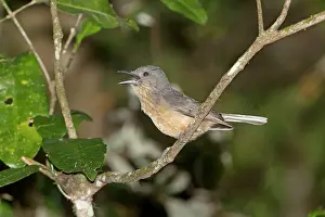 Bower: Bower's Shrike-thrush - calling in rainforest