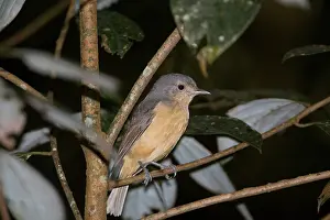 Bowers: Bower's Shrike-thrush - in rainforest at Malanda