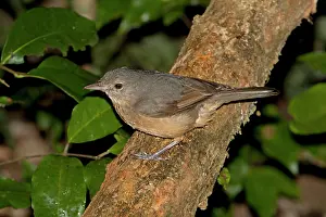 Bower: Bower's Shrikethrush
