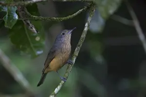 090818: Bower's Shrikethrush - Foraging in tropical rainforest