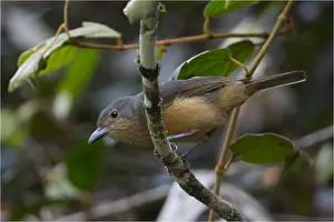 090818: Bower's Shrikethrush - Foraging in tropical rainforest
