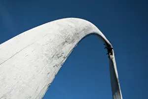 Balaenidae: Bowhead Whale