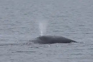 Blowing: Bowhead Whale - adult whale blowing at the surface